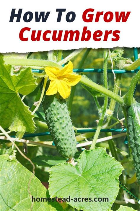 Cucumbers Growing In The Garden With Text Overlay How To Grow Cucumbers