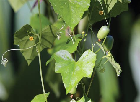 Creeping Cucumber Grit