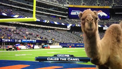 Geico Hump Day Camel Game Day Fox Sports Sideline Reporter Youtube