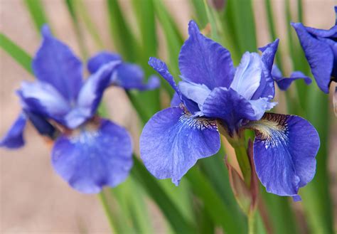 Siberian Iris Resists Pests And Tolerates Drought In 2021 Iris