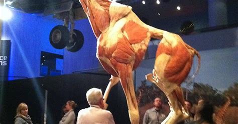 Giraffe At Body Worlds Animals Inside Out Imgur