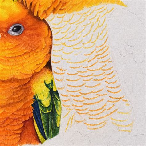 How To Draw Parrot Feathers With Colored Pencil Color Pencil Drawing