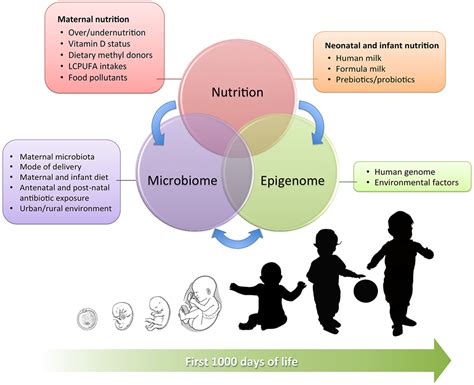 Frontiers Epigenetic Matters The Link Between Early Nutrition