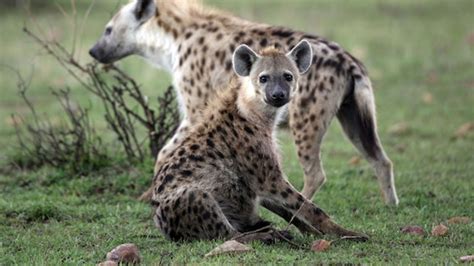 12 Wild Facts About Hyenas Mental Floss