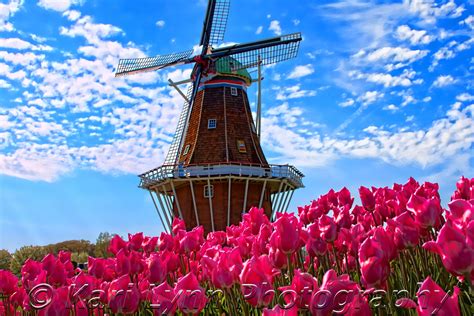 Experience it in 3d with. Tulip fields in Holland, Michigan | If You Seek A Pleasant ...