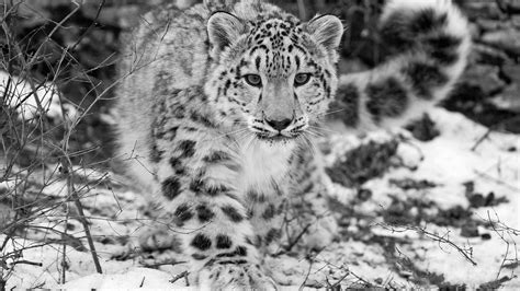 Snow Leopard Wallpapers Top Free Snow Leopard Backgrounds Wallpaperaccess