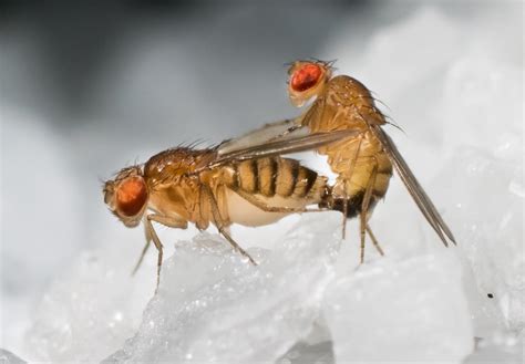 Something In Sperm Makes Female Fruit Flies Super