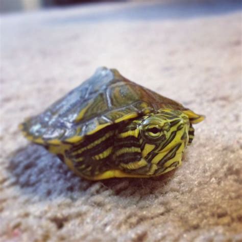 My Baby Turtle By Far The Best Pet Ever Yellow Bellied Slider Yellow