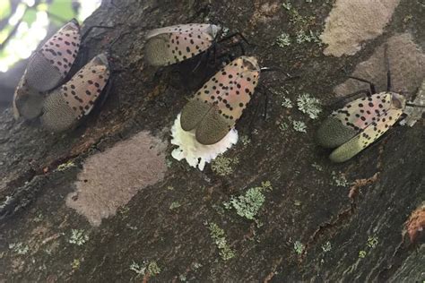 How To Find And Destroy Spotted Lanternfly Eggs