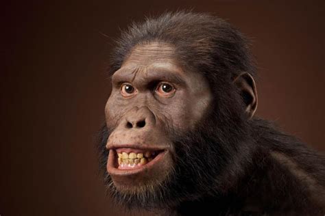 Australopithecus Wiki Dino Fandom Powered By Wikia