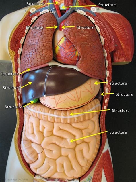 Organs in the digestive system: Labeled Human Torso Model Diagram - Eta Hand2mind 19 ...