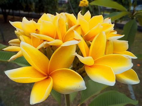 44 Gambar Bunga Kamboja Tercantik Di Dunia Jaman Now Informasi Seputar Tanaman Hias
