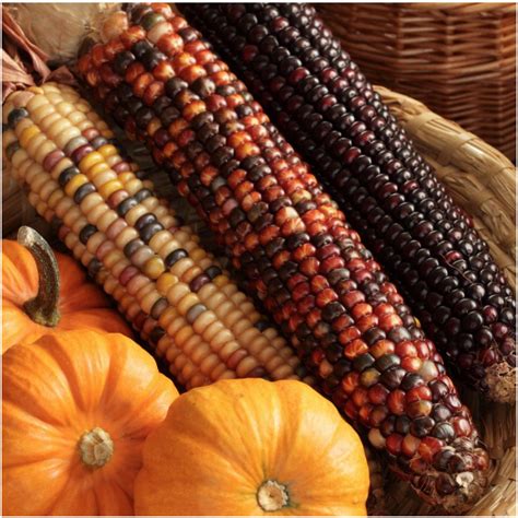 Best Indian Corn Seed Best Recipes Ideas And Collections