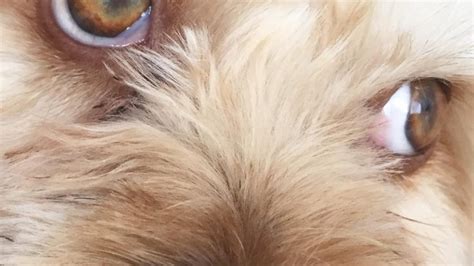 Problemas Y Enfermedades En Los Ojos Del Perro Cómo Educar A Un Cachorro