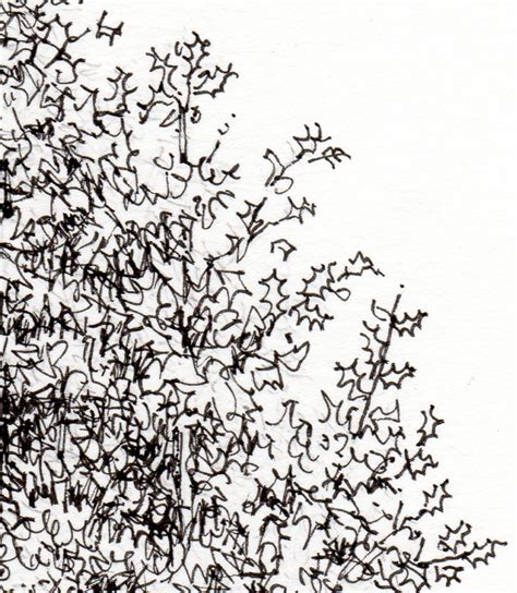 Pen And Ink Illustrations Of Trees Lizzie Harper Tree Illustration