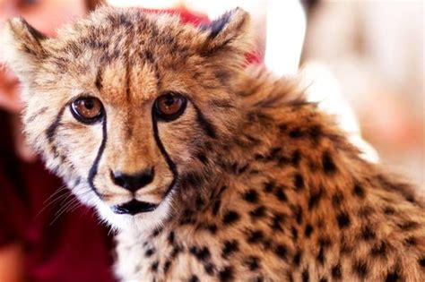 Baby Cheetah Among Exotic San Diego Zoo Animals Visiting Las Vegas