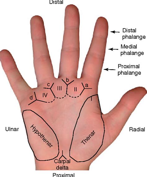 Anatomy Of The Hand Skin