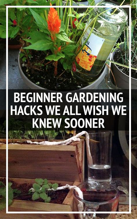 beginner gardening hacks we all wish we knew sooner gardening for beginners herbs for health