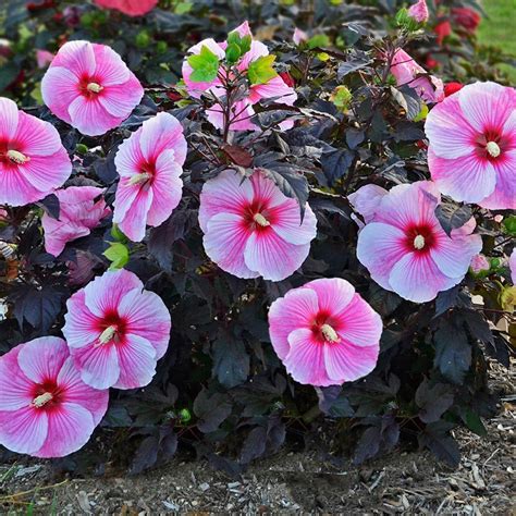(0.6 m), speedwell perennials are best growing in borders or containers. Perennials For Shade | White Flower Farm