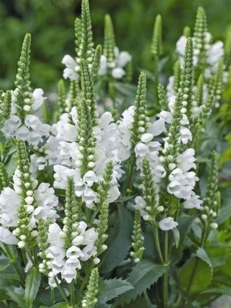 Check spelling or type a new query. White Plants Garden Ideas 30 #flowergardening | White ...