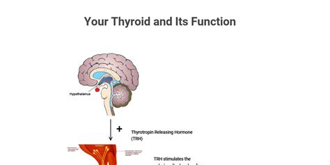Thyroid Hormone Regulation Infogram