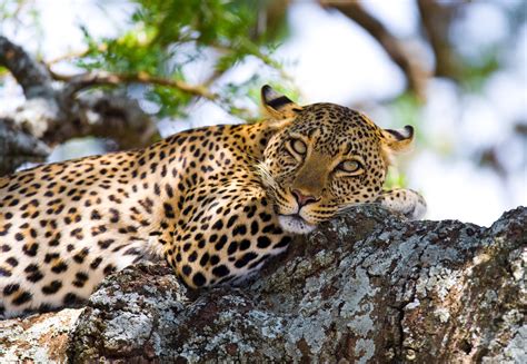 Wildlife In Tanzania Travellocal