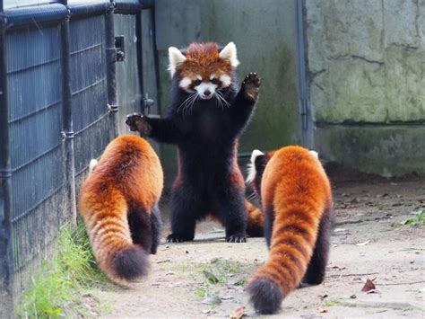 25 Things You Didnt Know About Red Pandas Cute Animals Cute Funny