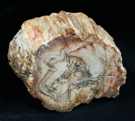 Petrified Wood Limb Slice From Madagascar For Sale 1813