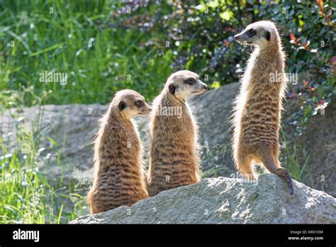 Trinity Of Meerkats Sitting On A Rock Stock Photo Alamy