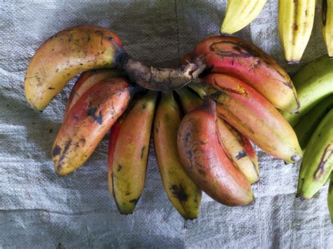 How To Grow Red Bananas