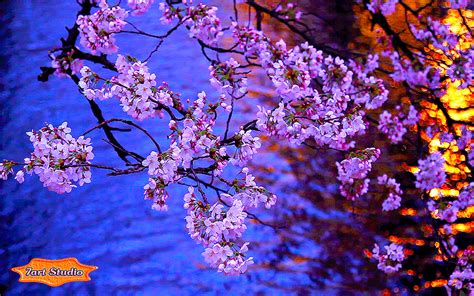 Kyoto Evening Blooming Sakura Screensaver And Animated