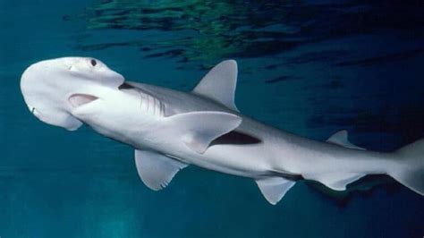 10 Rarest Types Of Sharks In The World