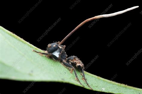 Ant Infected By Parasitic Fungus Stock Image C0358817 Science