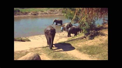 elephant nature park youtube