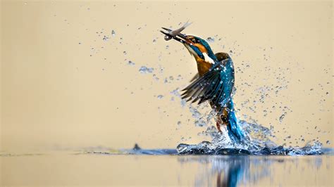 Blue Yellow Kingfisher Is Flying Up From Water With Fish