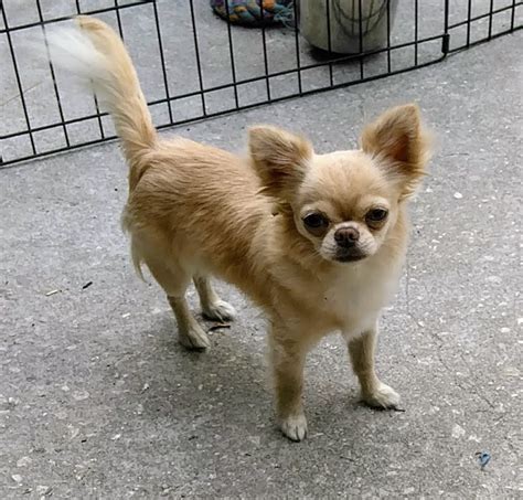 Long Haired Chihuahua Puppies For Sale Live Oak Fl 264485