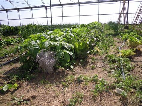 Podrás plantar tus propios tomate, lechugas o patatas. Huerto ecológico en la terraza o balcón de casa: El huerto ...