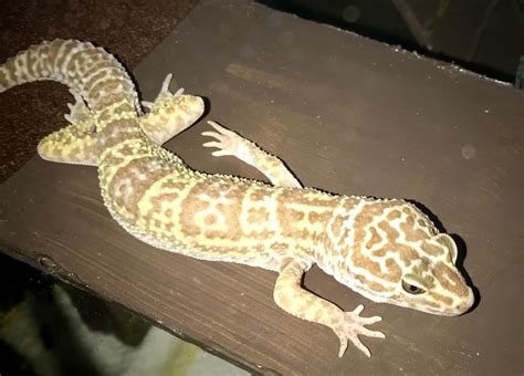 Try to spot clean their cage once a day to keep the cage from getting too wear latex or nitrile gloves to clean the tank. Leo 😂 | Animals, Lizard, Leo