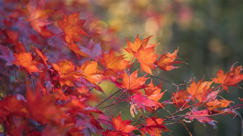 Download Wallpaper 5120x2880 Japanese Maple Leaves Branches Autumn
