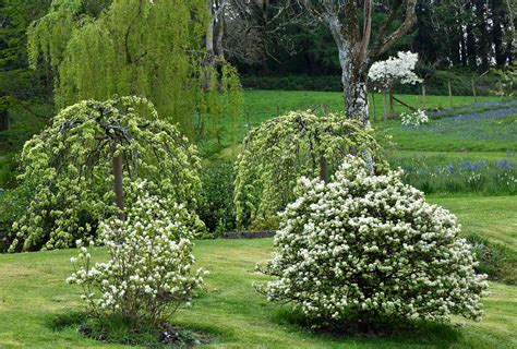 15 Dwarf Trees For Use In Landscaping