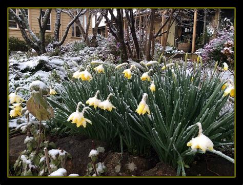 Snow On Daffodils Nature Flower Snow Hd Wallpaper Peakpx