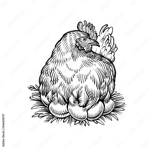 Hen On The Nest Vector Sketch Farm Chicken With Eggs Vintage