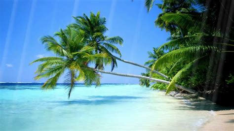 Animated Beach Relaxing And Fun Animations Of Your Favorite Vacation Spot