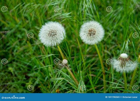 2 Dandelions In A Field Of Green Grass Close Up Shot Early Summer Stock