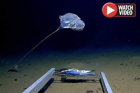 Alien Sea Creature Found 7000 Metres Below Surface Of Indian Ocean
