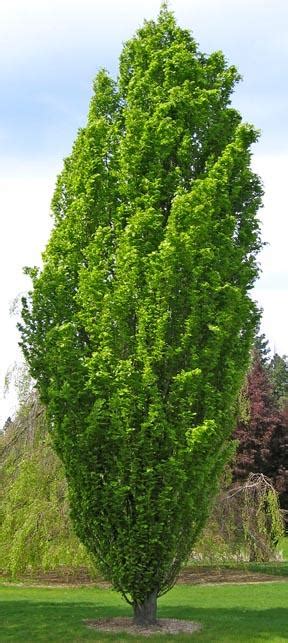 Quercus Robur ‘fastigiata Pyramidal English Oak