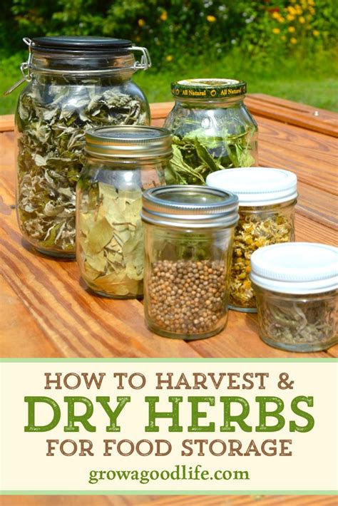 There Are Many Ways To Dry Herbs For Food Storage So That You Can Enjoy