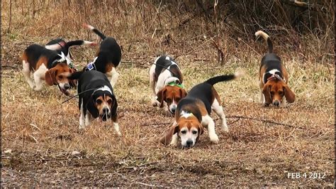 Skyviews Beagles Rabbit Hunt With Fortier And Reed No Show Ron Youtube