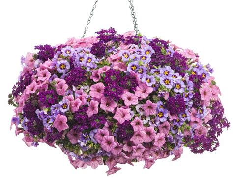 Happy Dance Flower Pillow Proven Winners Flowers Perennials