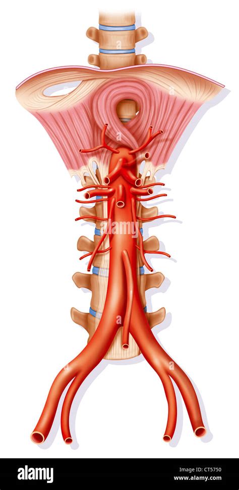 Aorta Abdominal Anatomia Dibujo Fotograf As E Im Genes De Alta